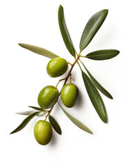 Olive twig with several olives