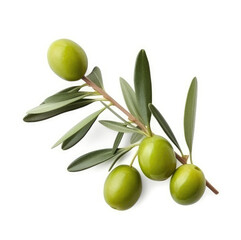 Olive twig with several olives