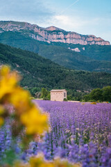 Afternoon summer light on a violet lavender field near Chatillon en Diois in the south of France (Provence) with the Glandasse mountain in the background