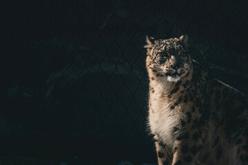 lynx in the night
