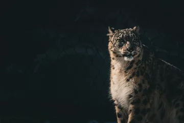 Deurstickers lynx in the night © MaxRod