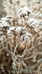 snow on the plnats, boho style