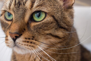 Tabby cat in detail. Ordinary domesticated and domestic pet - cat.