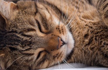 Tabby cat in detail. Ordinary domesticated and domestic pet - cat.