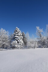 Fototapeta na wymiar A snowy forest, Sainte-Apolline, Québec, Canada