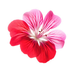 geranium flower isolated on white background - obrazy, fototapety, plakaty