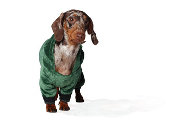 Marble dachshund girl. In a green dragon suit. White background