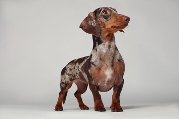 Marble dachshund girl, very funny. Portrait of a dog. White background