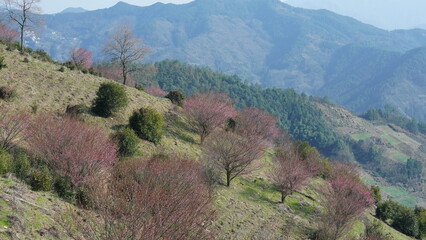 The beautiful mountains view with the pink flowers blooming on the slope of the hill in spring