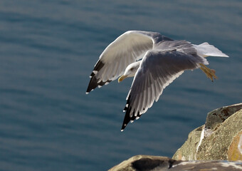 bird in flight jump from a cliff