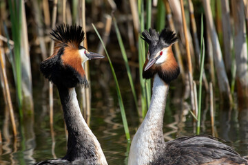 Great crested grebe courtship ritual