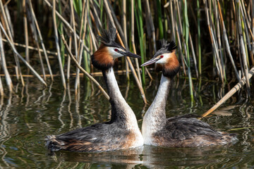 Great crested grebe courtship ritual