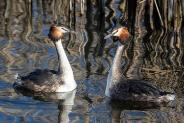 Great crested grebe courtship ritual