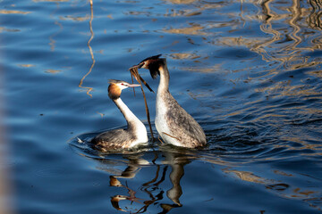 Great Crested Grebe (Podiceps cristatus)
