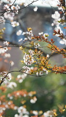 The beautiful flowers blooming in the garden in spring with the warm sunlight