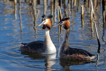 Great crested grebe courtship ritual