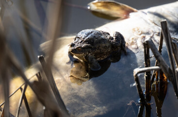 frog on the lake in the reeds in the spring on a sunny day
