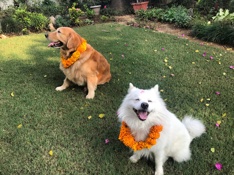 Two Dogs wearing garlands for Nepalese Hindu festival of Kukur Tihar, India