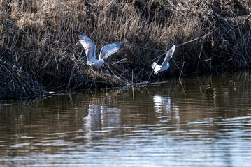 a large seagull near the lake in search of fish in the spring on a sunny day