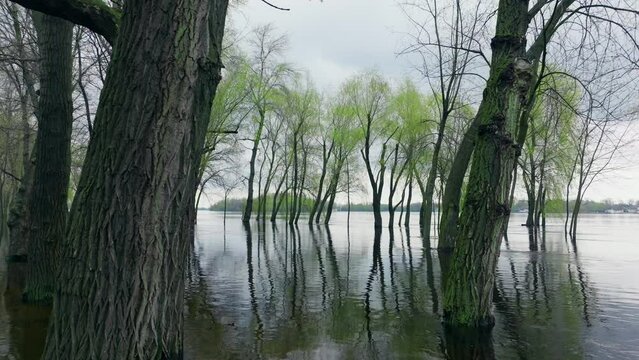 River lake swamp water forest spring nature park tree green
