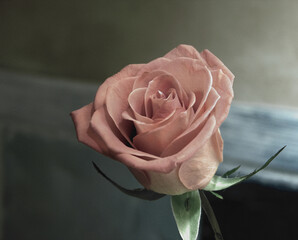 pink rose on a black background