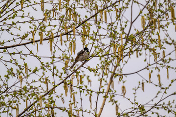 reed bunting on reed branches gets food in unusual poses