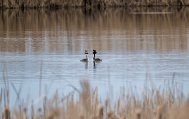 crested duck on green water looking for food on a sunny day