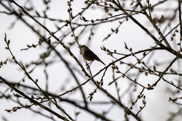 bluethroat sits on a branch and sings on a sunny day in spring