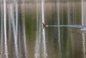 crested duck on green water looking for food on a sunny day