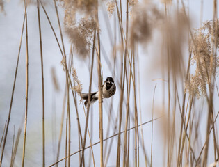 reed bunting on reed branches gets food in unusual poses