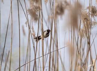 reed bunting on reed branches gets food in unusual poses