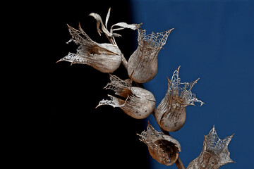 henbane boxes on a dark background