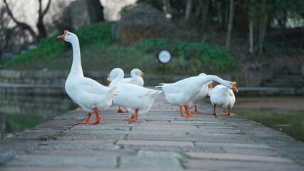 The cute geese playing in the water in the village