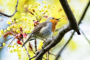 The European robin, a small cute bird with red breast, perching on a tree with green leaves singing. Blue sky, yellow and green leaves  in the background. Sunny spring day in nature.