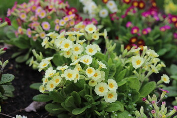 Obraz na płótnie Canvas Primrose (primula vulgaris) flowers in spring garden.