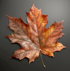 Fall old Maple leaf