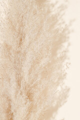 Pampas grass with sunlight shadows on beige background. Reed grass aesthetic backdrop, bohemian poster for cozy home interior