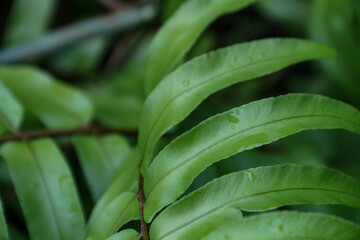 Obraz premium Green fern leaves with water drops, close up. Nature background