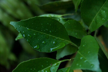 Water droplets on green leaves after rain. Close up view.
