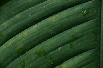 Close up of a green leaf with water droplets on it.