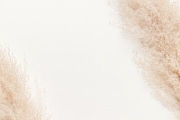 Minimal abstract frame made from dried pampas grass white wooden background. Reed grass aesthetic...