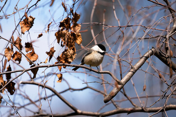 spring chickadees