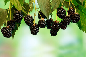 Branch of ripe blackberry in a garden on green background. Ripe blackberries and leaves on a bush close-up. blackberry harvest