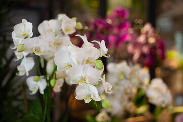 Bright beautiful spring flower orchid on the background of nature and white light