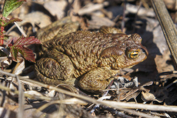 Common toad against the background of dry foliage in the spring near the river. Close-up, macro...
