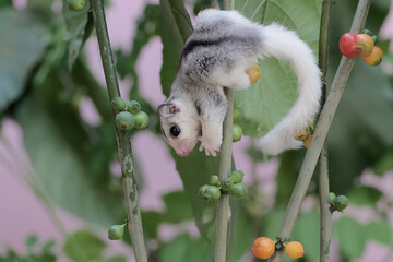 Two young sugar gliders were looking for food in the bushes. This mammal has the scientific name...