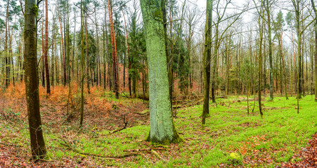 Fototapeta na wymiar Panoramic view over a magical deciduous and pine forest with ancient aged trees just after rain, Germany, at warm sunset Spring evening