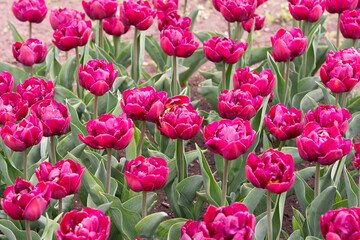 Lilac Perfection Double Peony Tulip in the park
