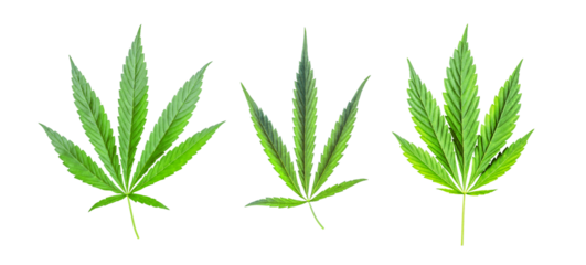 Cannabis leaf isolated on white background. hemp for advertising medicine. marijuana news.