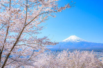 春の新倉山浅間公園から見た桜と富士山　山梨県富士吉田市　Cherry blossoms and Mount Fuji seen from Arakurayama Sengen Park in spring. Yamanashi Pref, Fujiyoshida City.